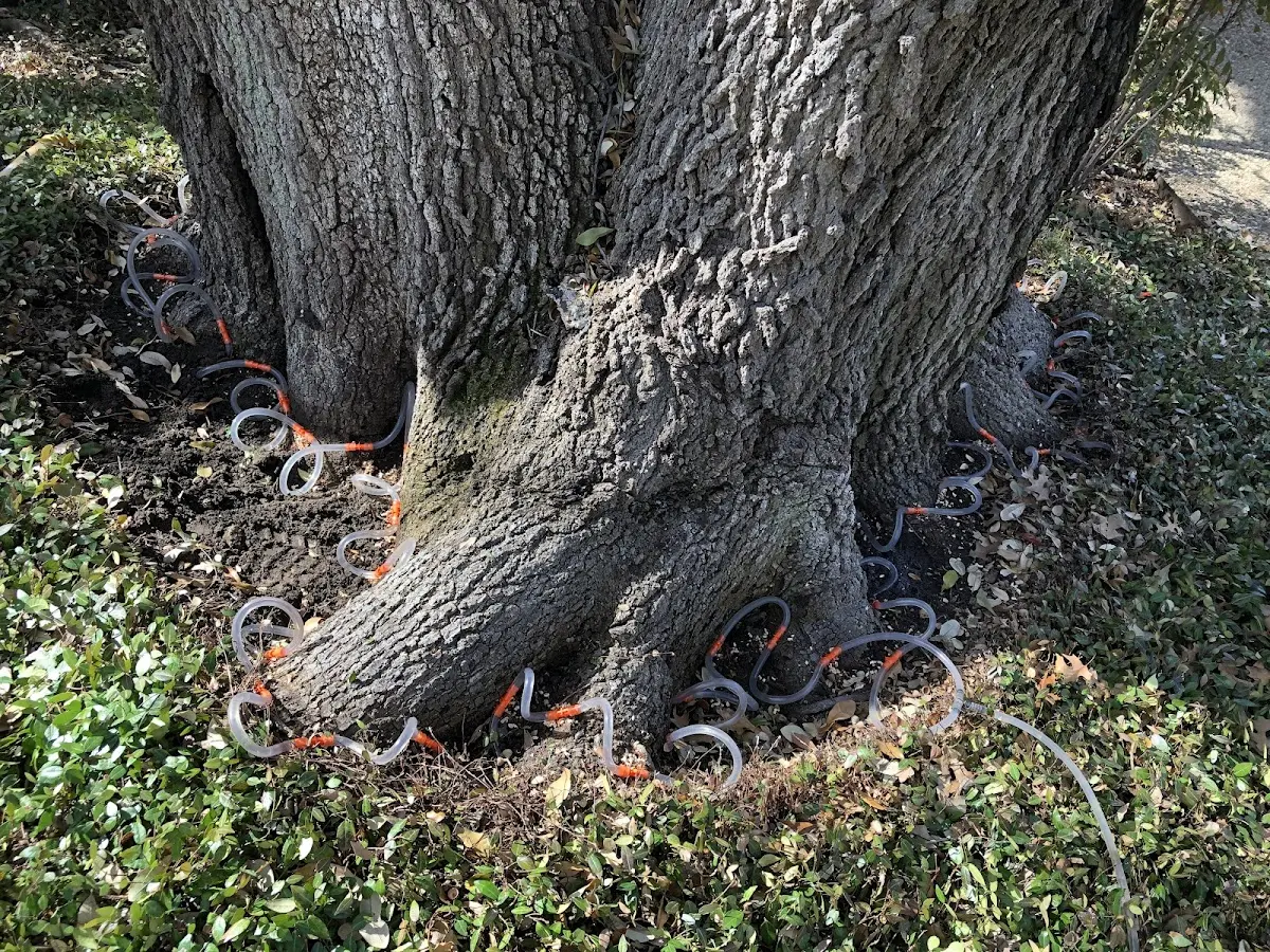 Detailed Tree Cabling and Bracing job site in Isle Au Haut