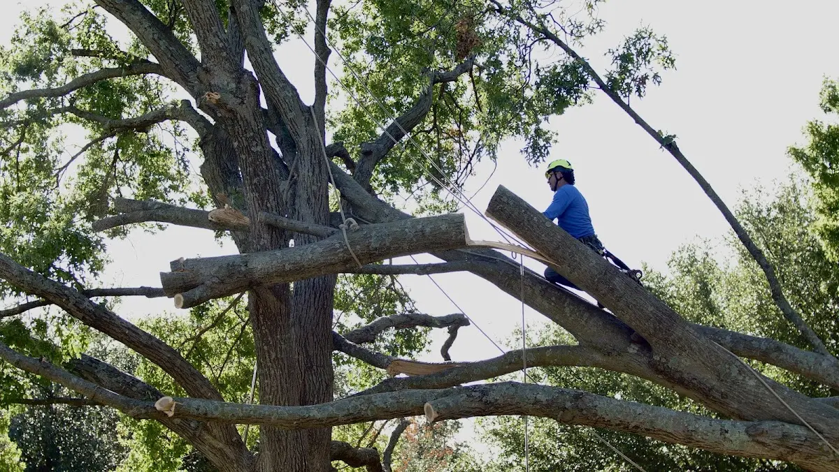 Professional Crown Thinning performed by certified arborists in Isle Au Haut