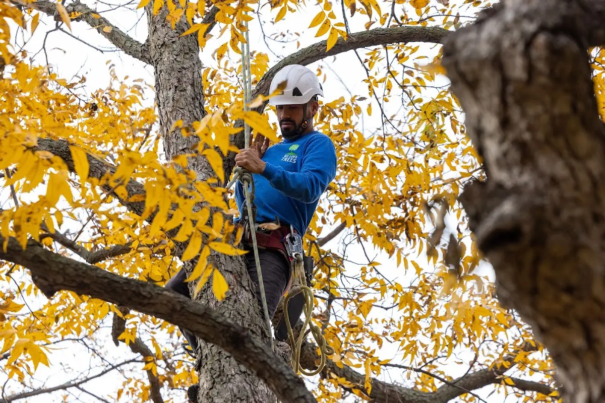 Skilled Tree Pruning crew working in Isle Au Haut